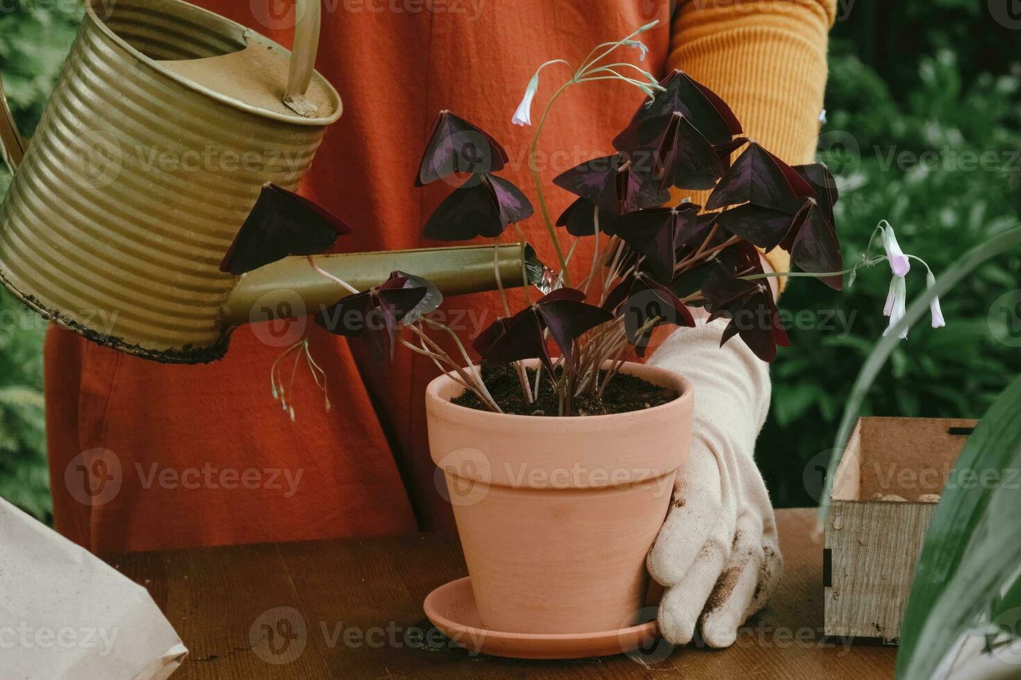 recipiente jardinagem. jardineiro mãos rega plantar dentro flor Panela ao ar livre. foto