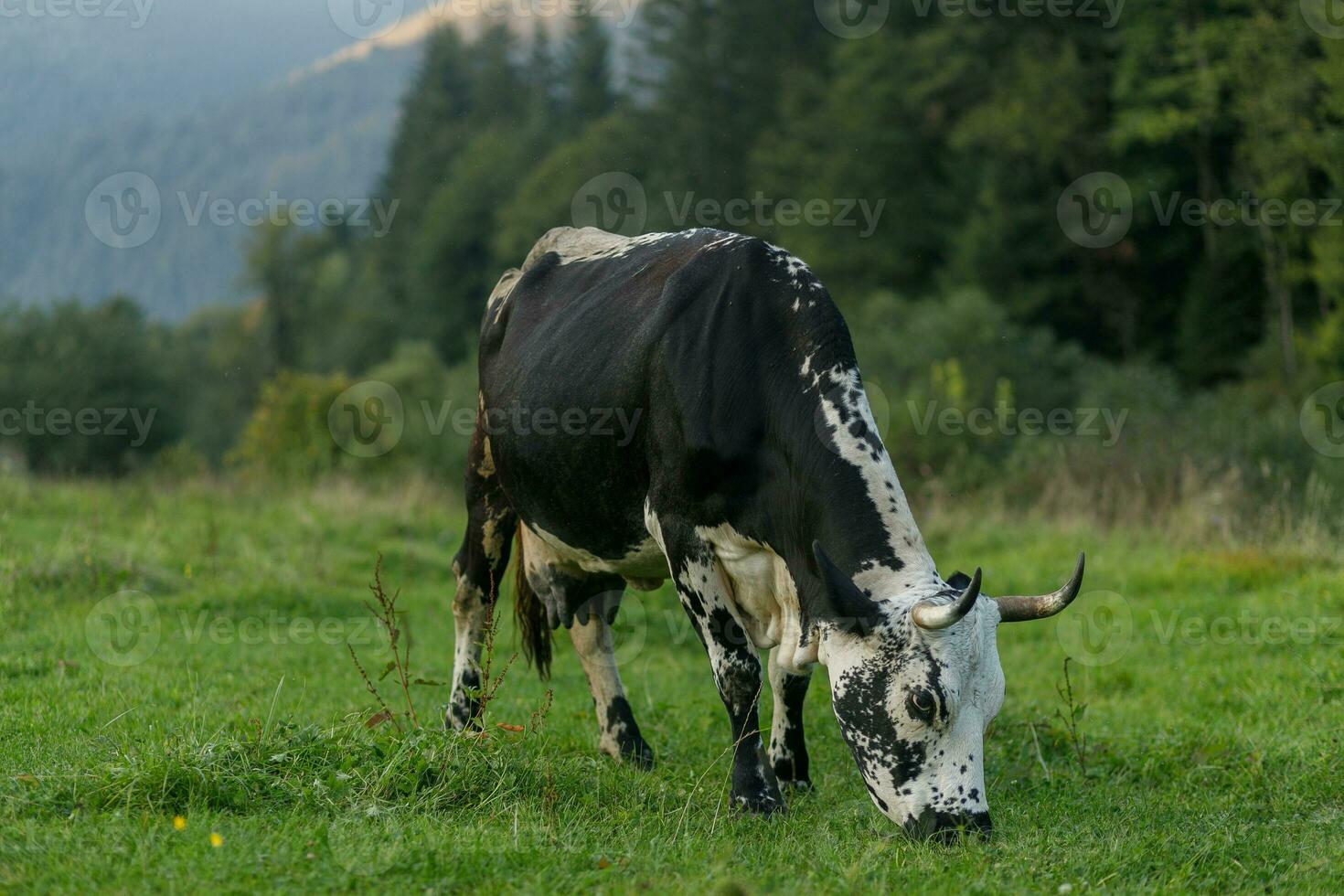 Preto e branco vaca pastar em Prado dentro montanhas. foto