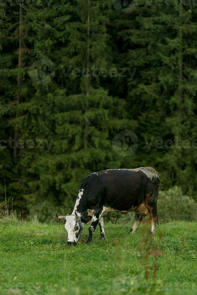 Preto e branco vaca pastar em Prado dentro montanhas. foto