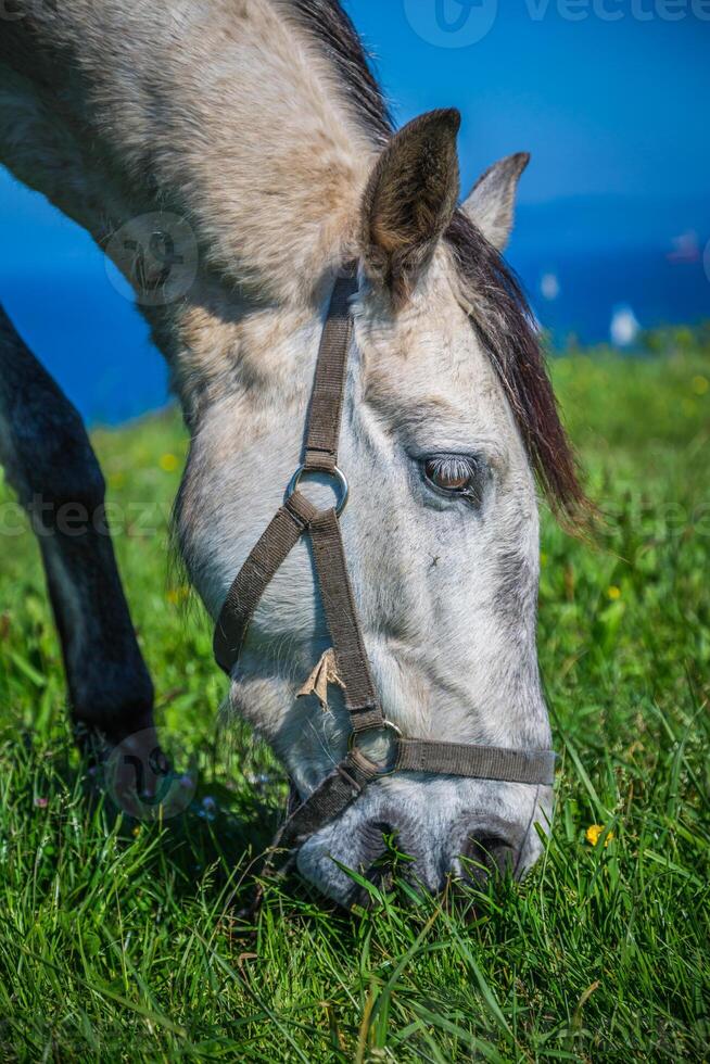 branco cavalo com selim às a santander. borrado mar dentro a fundo. foto