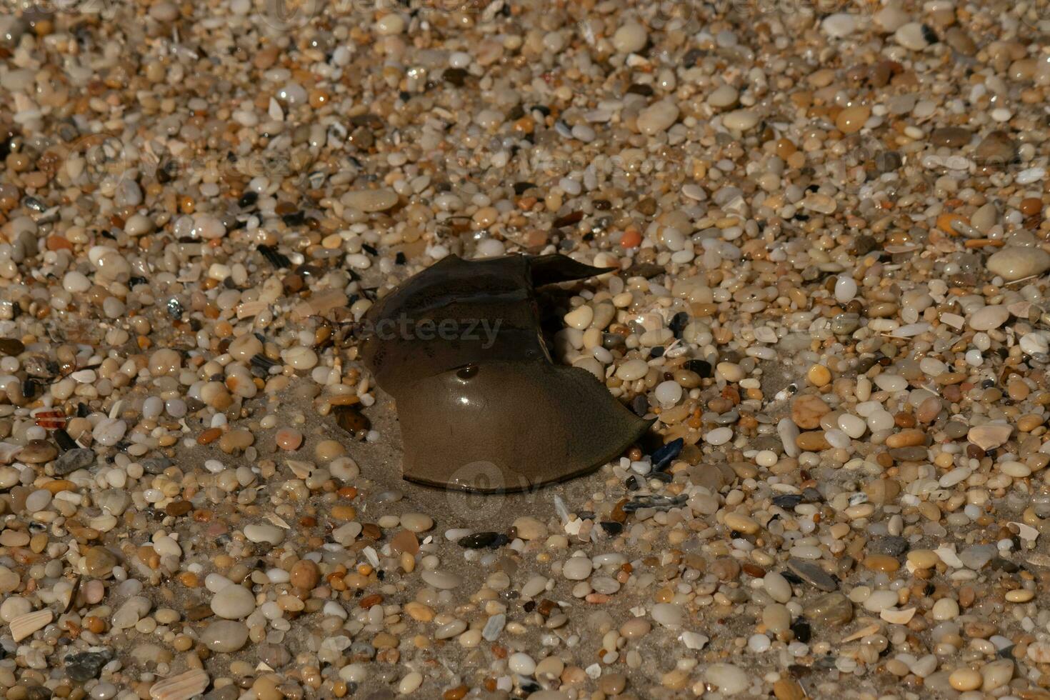 isto peça do ferradura caranguejo Concha é sentado em a capa pode de praia com brilhante suave pedrinhas todos em volta. foto