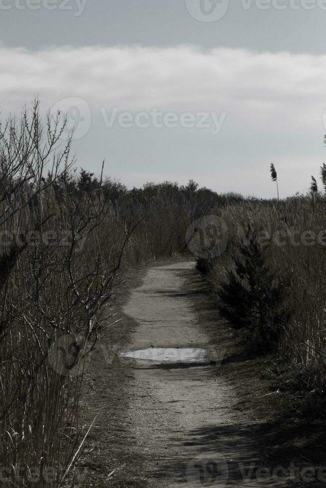 Eu amor a Veja do isto lindo sujeira caminho corrida através a Castanho folhagem. isto imagem quase tem uma outono ou de praia Veja para isto. a alta cheio Relva parece bonita dentro isto natureza preservar. foto