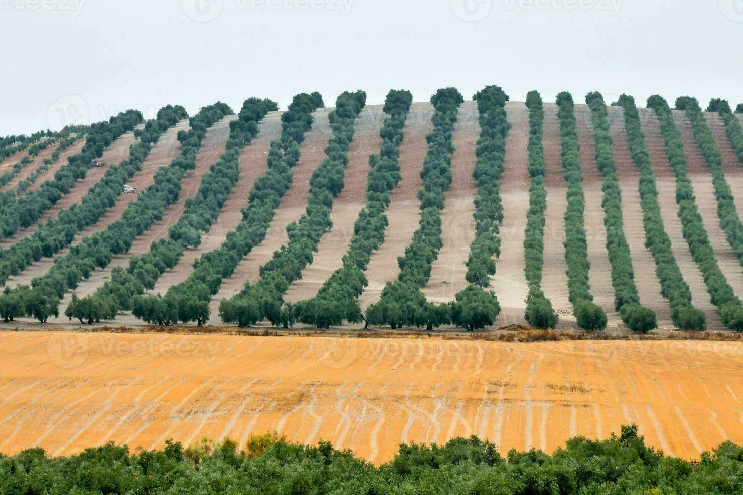 a Oliva Arvoredo dentro a meio do uma campo foto