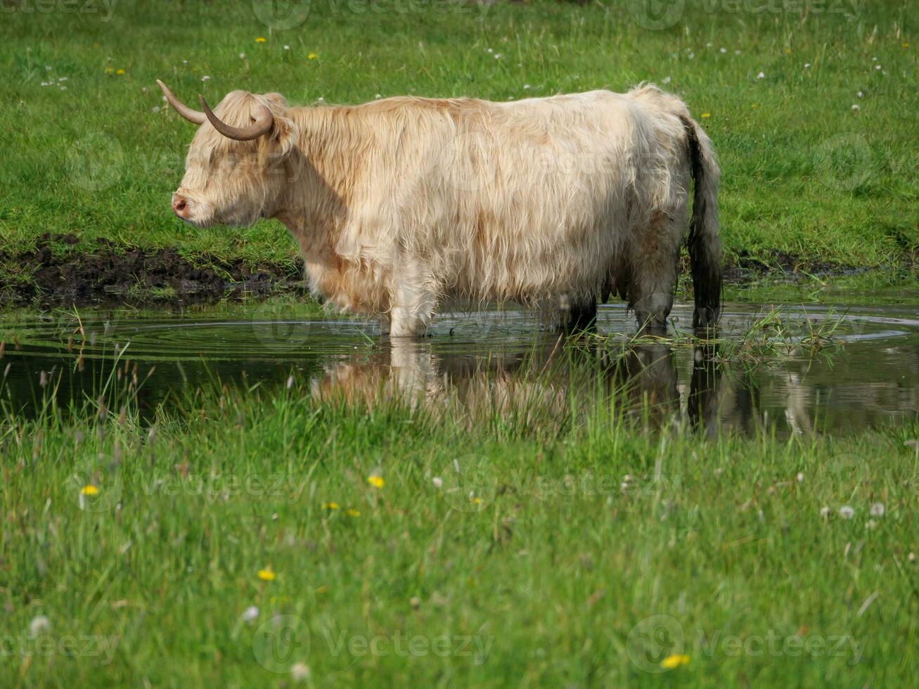 vacas na Vestfália foto