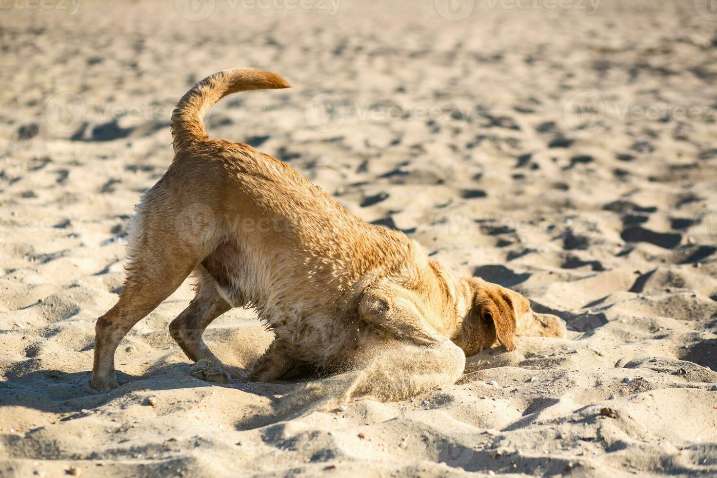 labrador retriever cachorro em de praia. ruivo retriever deitado dentro a areia foto