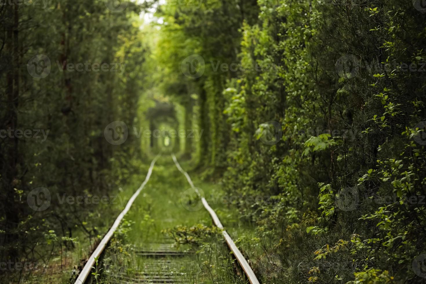 túnel natural do amor formado por árvores na ucrânia, klevan. ferrovia velha foto