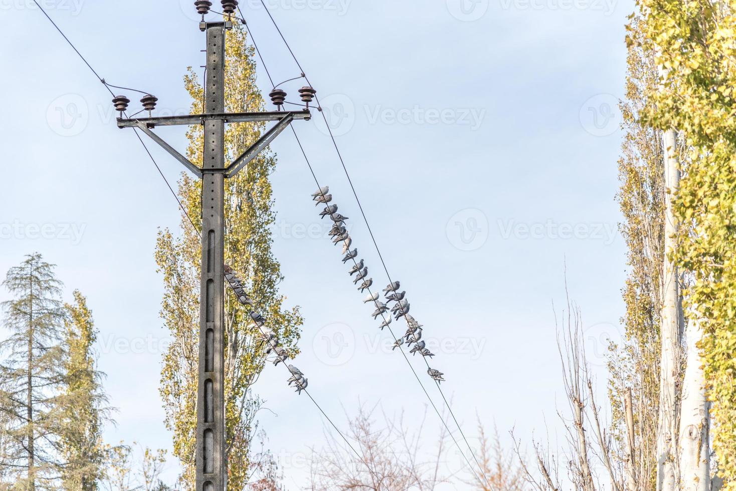 pombos em um poste elétrico foto