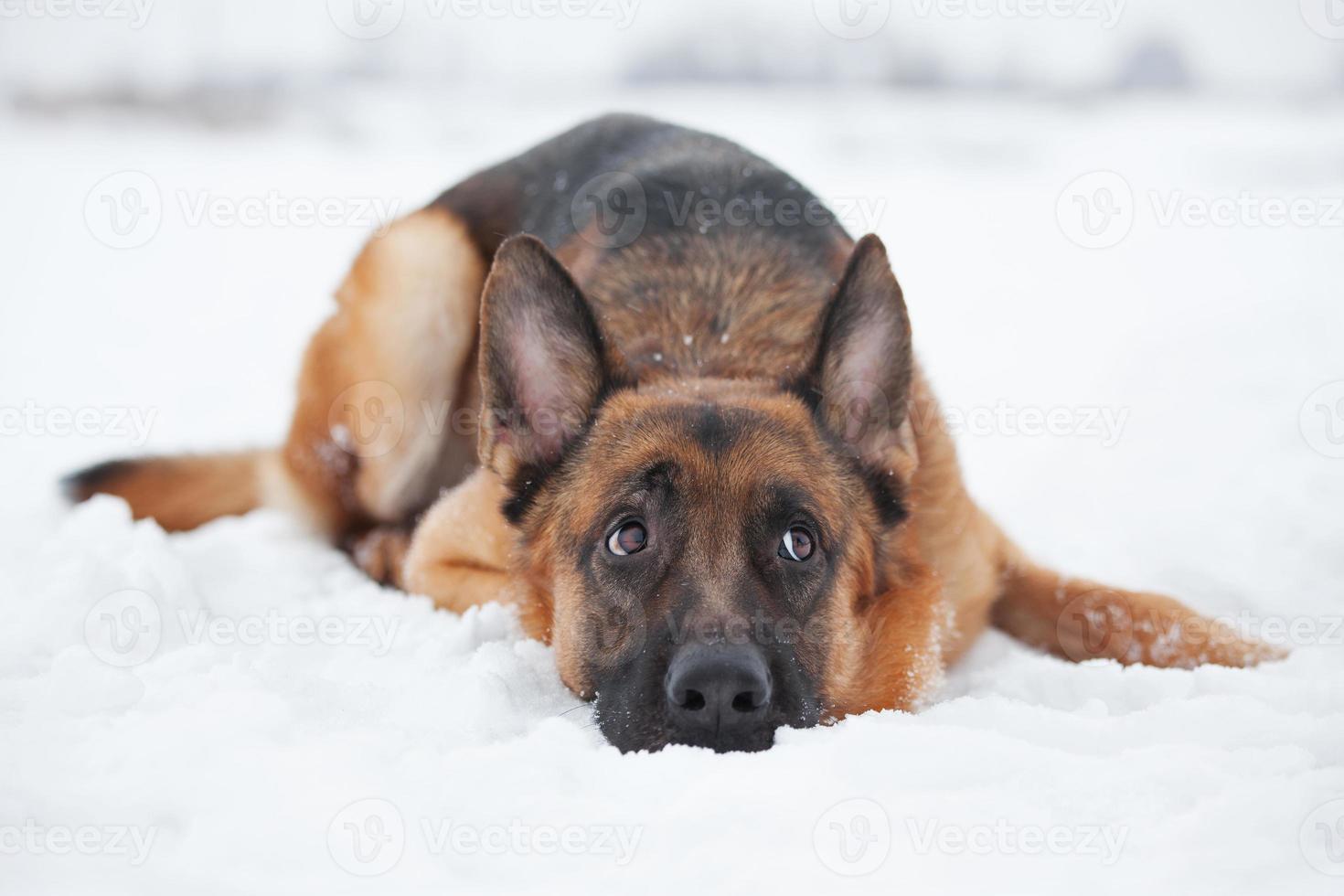 pastor ruivo deitado na neve foto