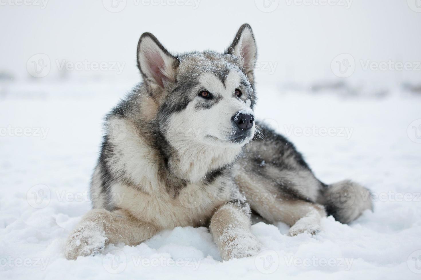 cachorro malamute na neve foto