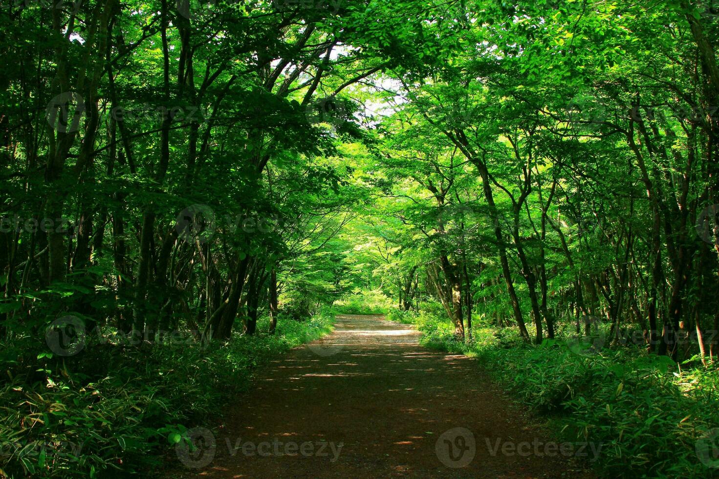 tranquilo floresta caminho no meio exuberante verde folhagem foto