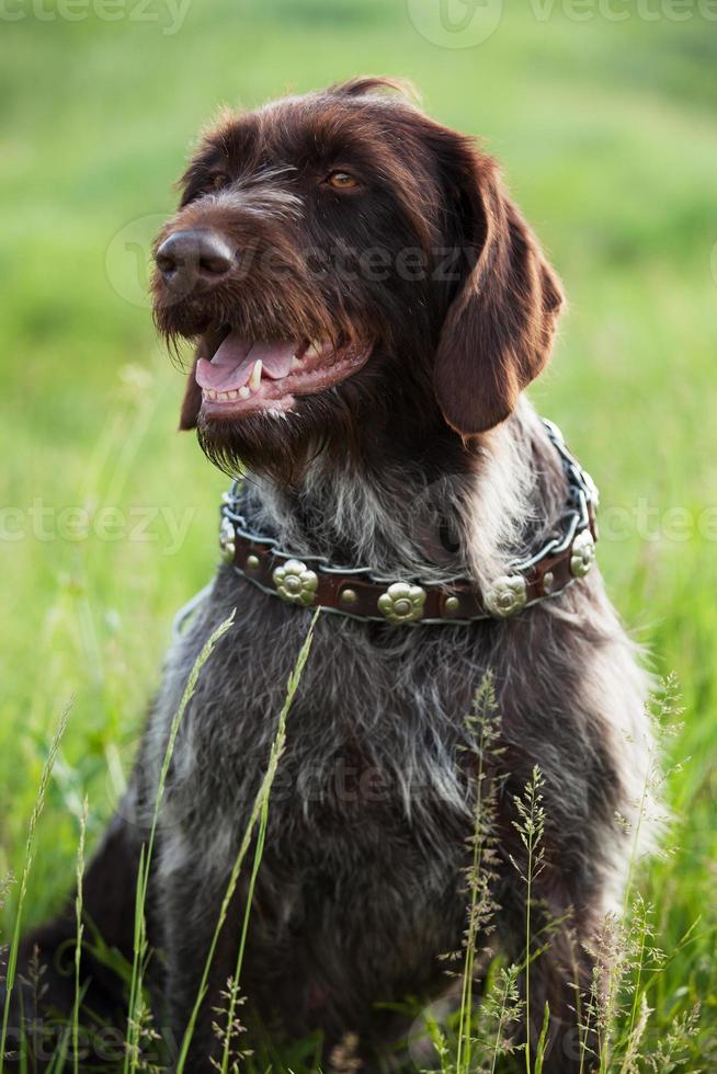 ponteiro de cabelos curtos caça cão raça está sentado foto