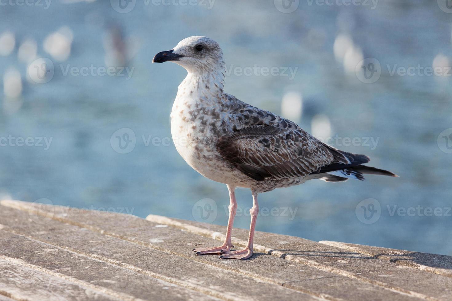 gaivota branca no cais da costa foto