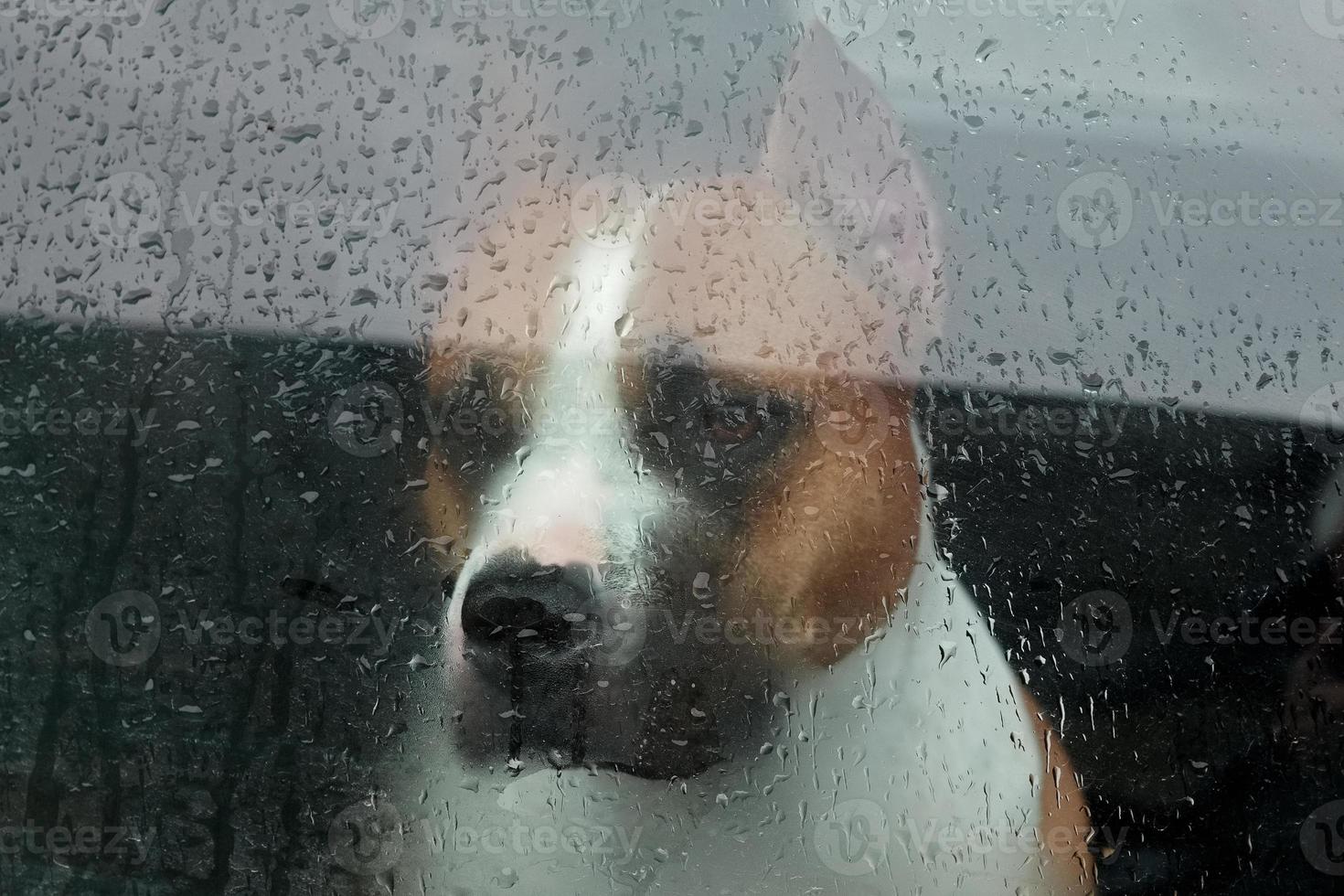 cachorro sentado em um carro olhando pelo vidro foto