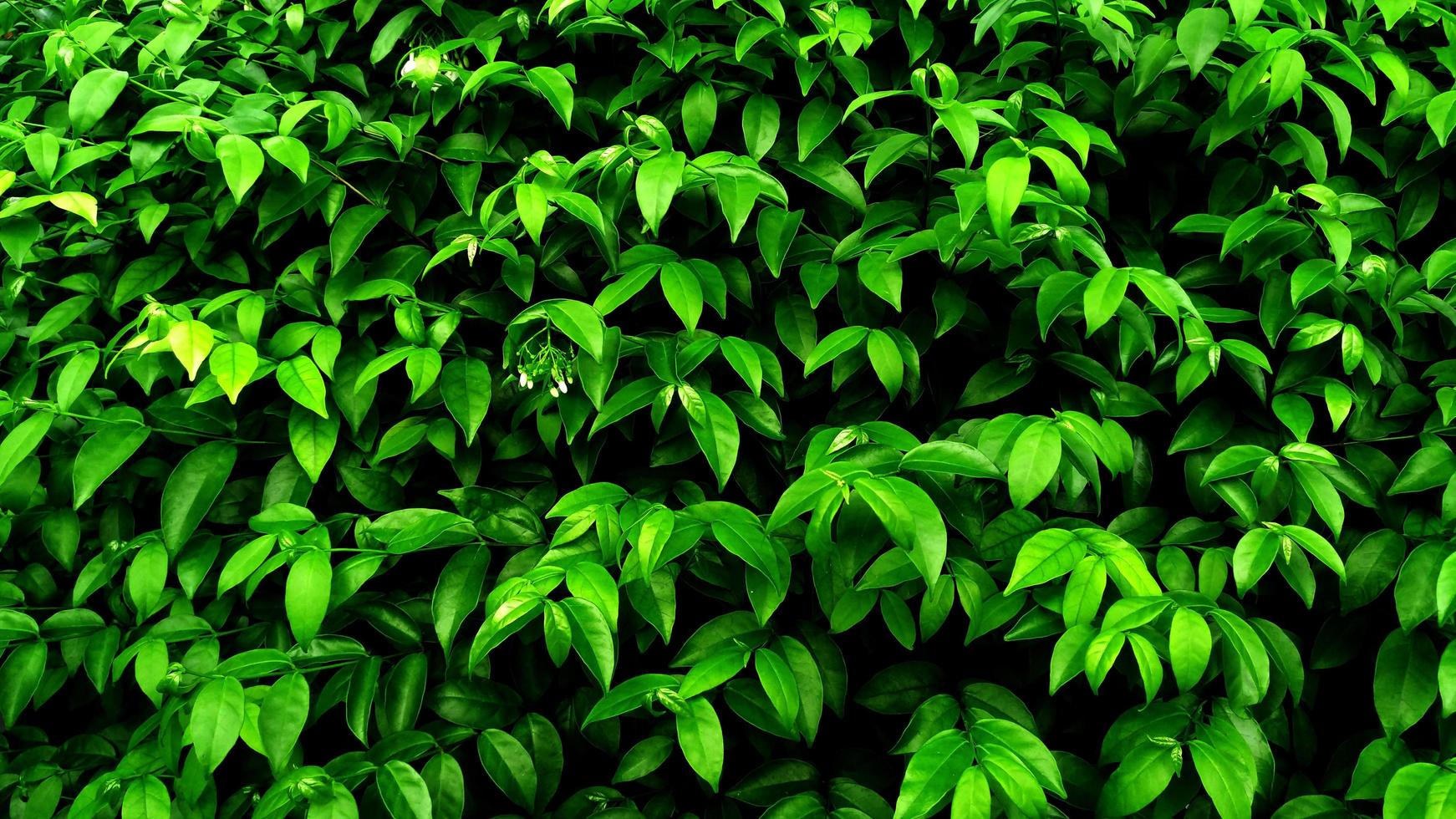 folha verde tropical foto