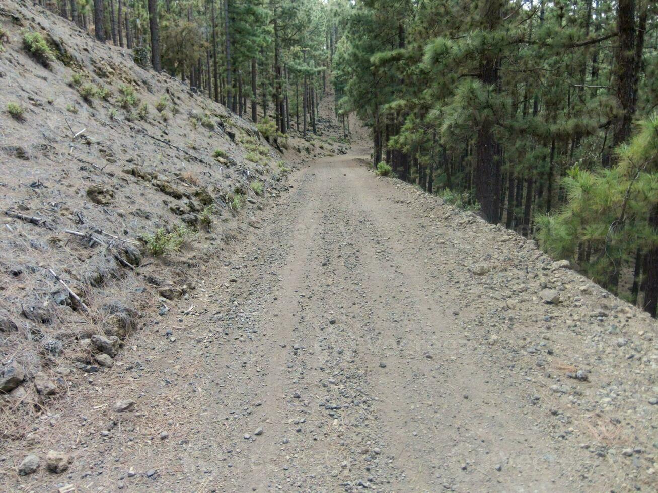 uma cascalho estrada dentro a meio do uma floresta foto