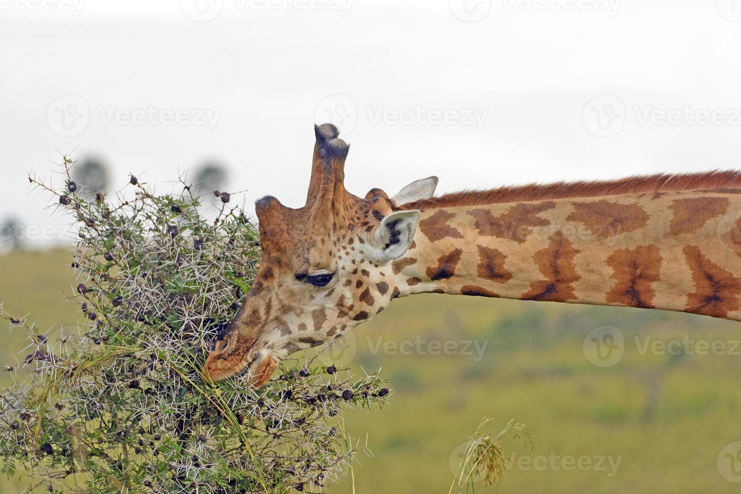 girafa de rothchild comendo folhas de acácia foto