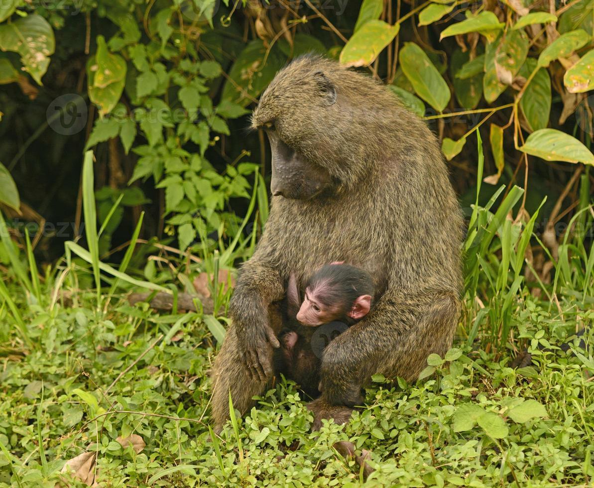 babuíno verde-oliva mãe e bebê foto