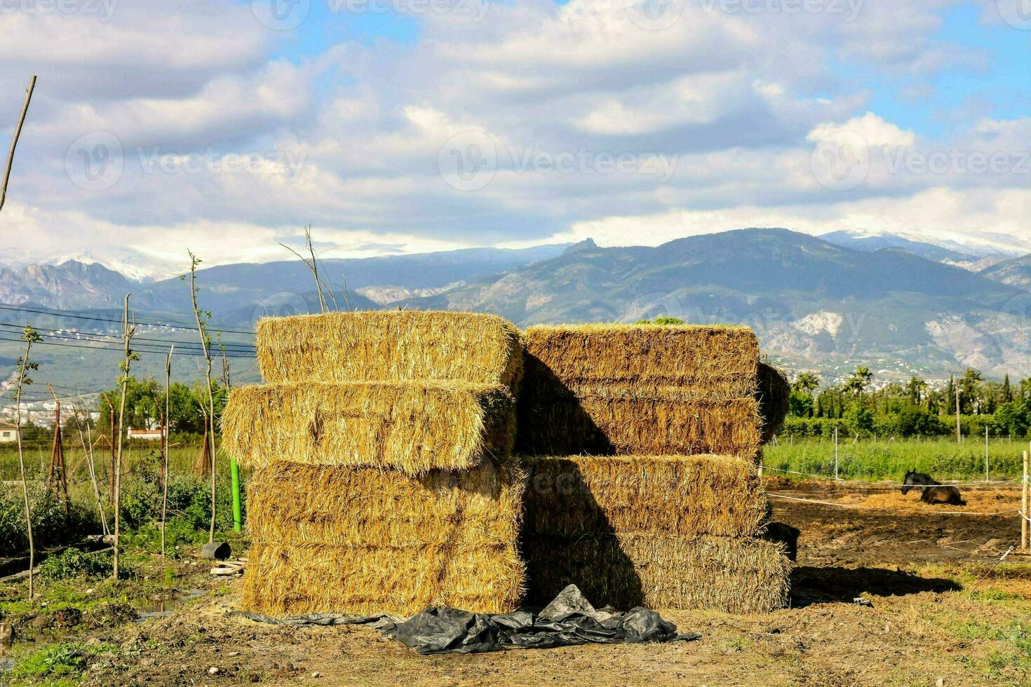 fardos do feno empilhado dentro uma campo com montanhas dentro a fundo foto