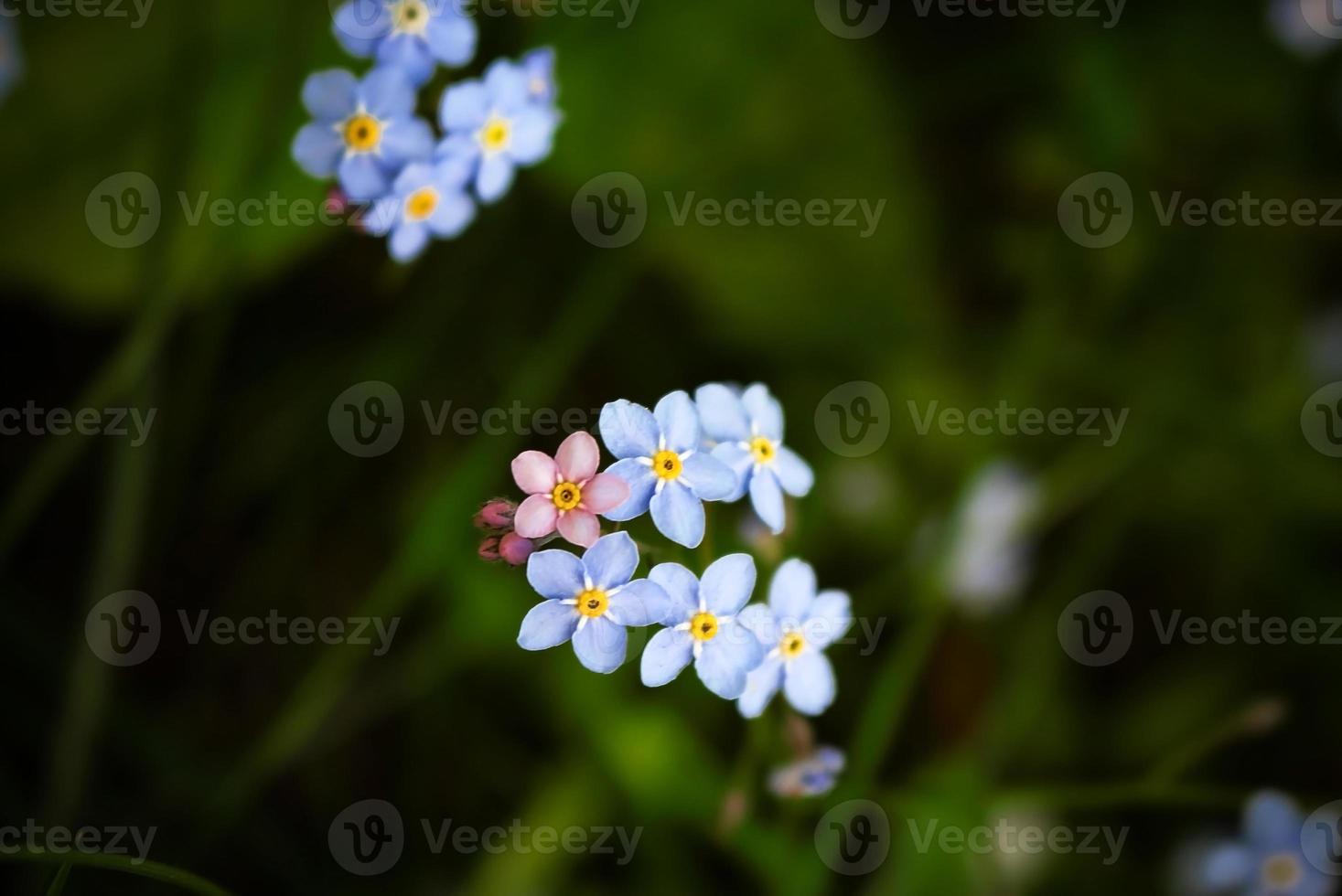 me esqueça, não flores azuis, uma rosa destacando-se no fundo desfocado foto