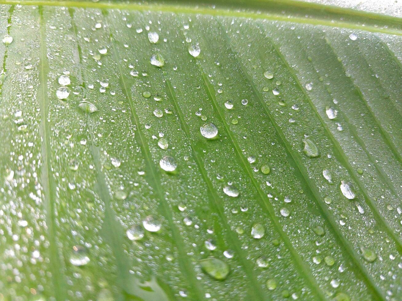 água gotas em uma verde folha macro fechar acima. natural fundo foto