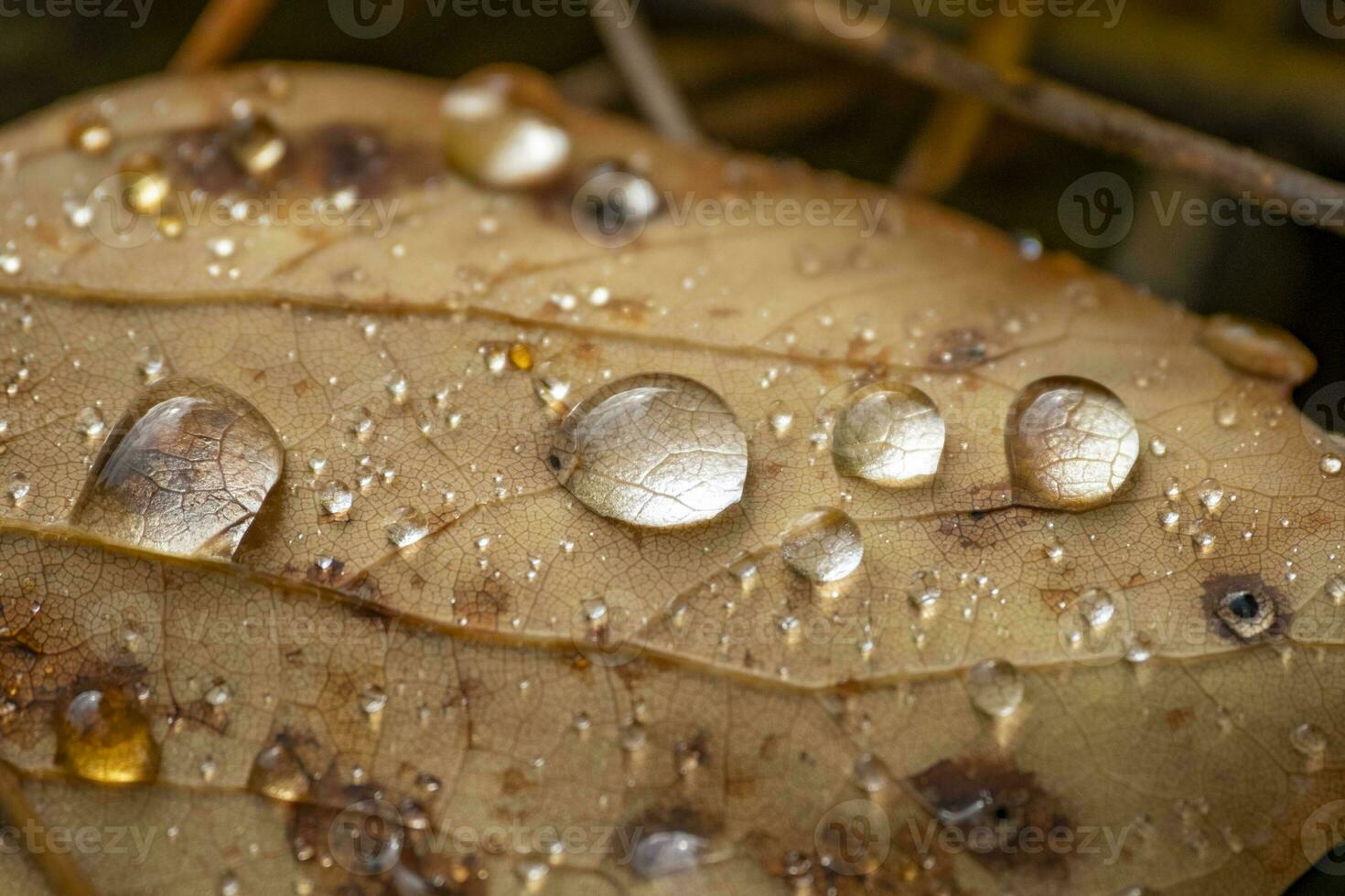 folha com gota de chuva dentro outono foto