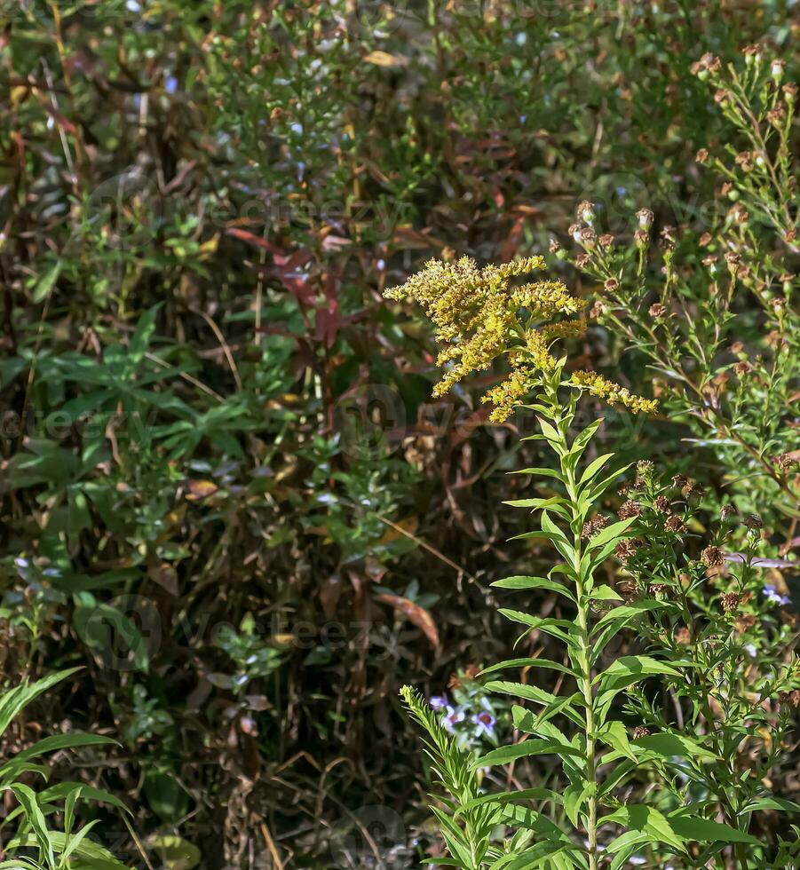 canadense goldenrod ou solidago canadensis. isto tem antiespasmódico, diurético e anti-inflamatório efeitos. foto