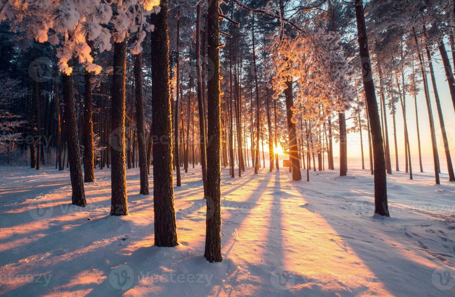 lindo inverno sazonal fundo geada e neve em galhos inverno panorama foto