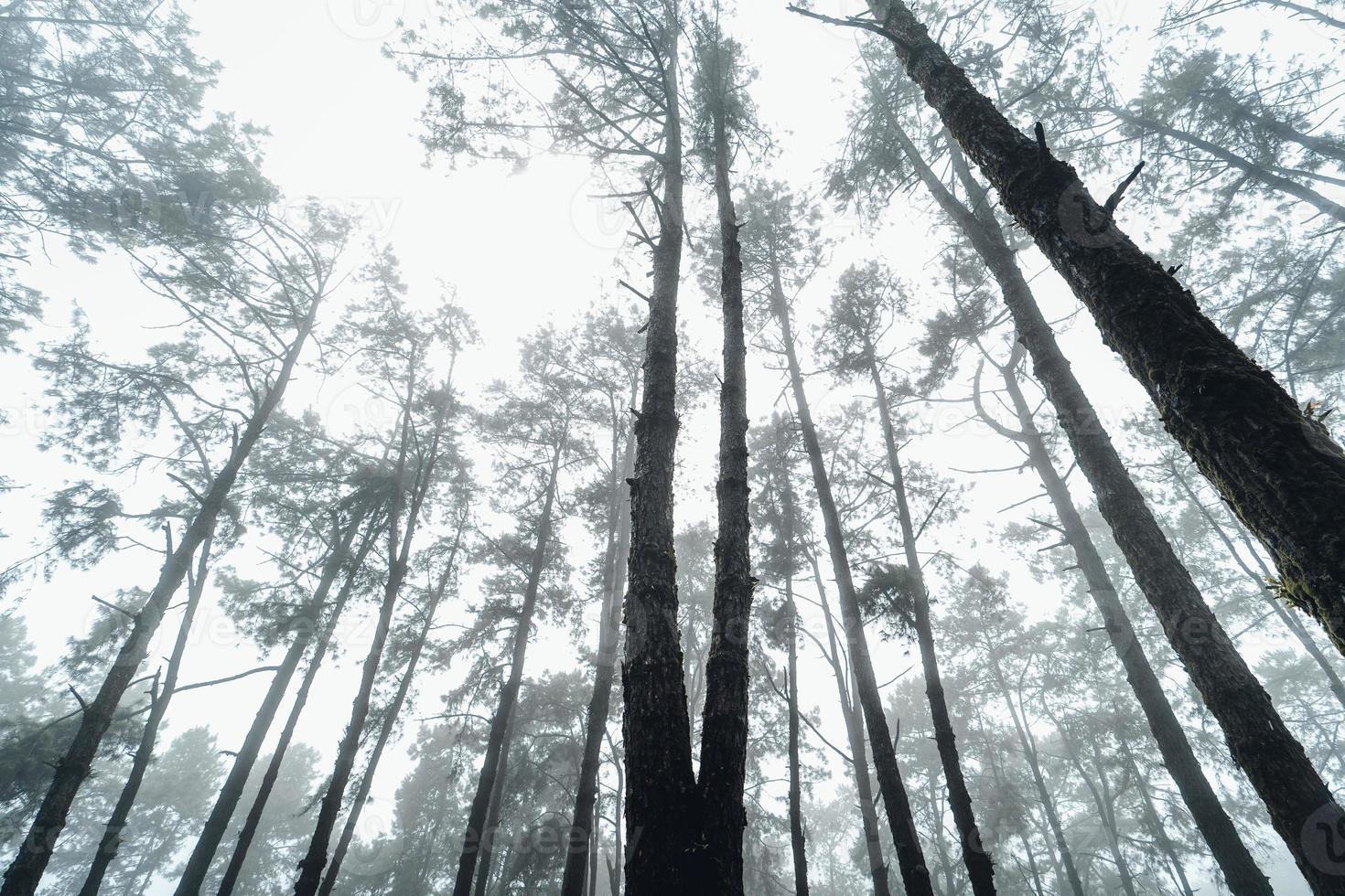 floresta escura durante um nevoeiro, floresta de pinheiros na Ásia foto