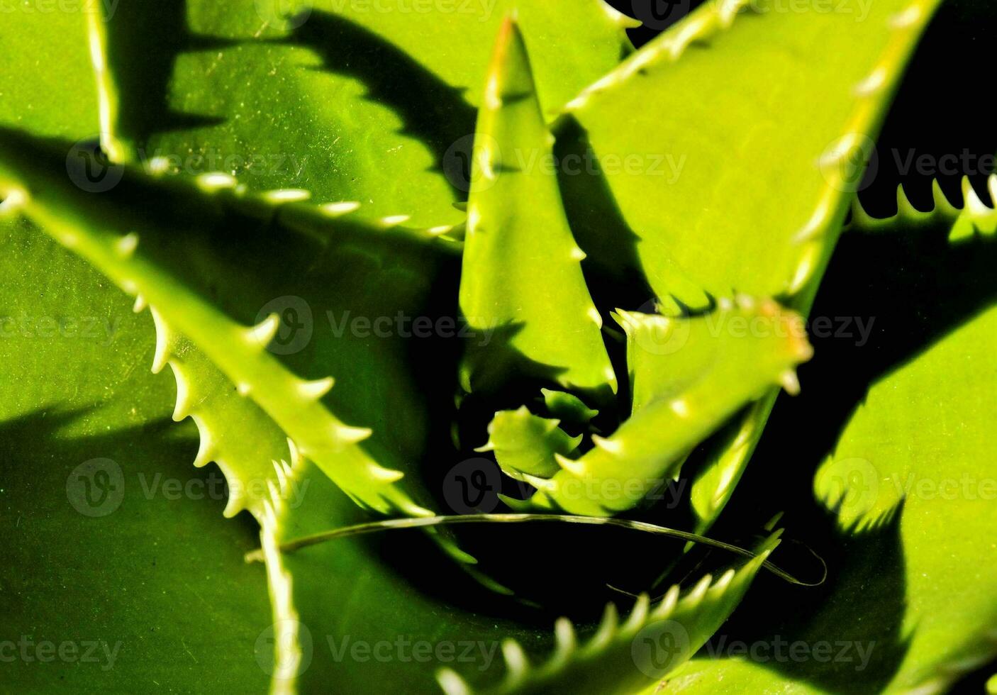 a aloés vera plantar com Está folhas dentro a Sol foto