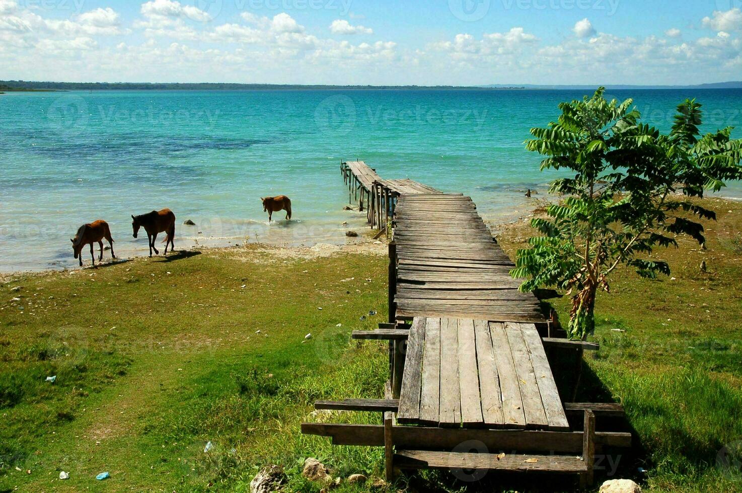 vacas em a de praia perto a cais foto