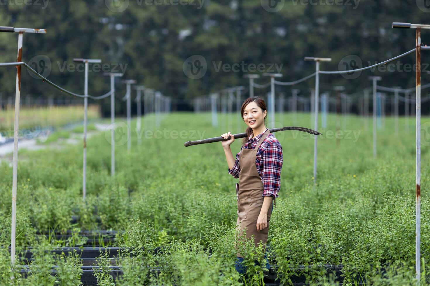 retrato do ásia jardineiro mulher segurando jardim garfo enquanto trabalhando dentro crisântemo Fazenda para cortar flor o negócio conceito foto