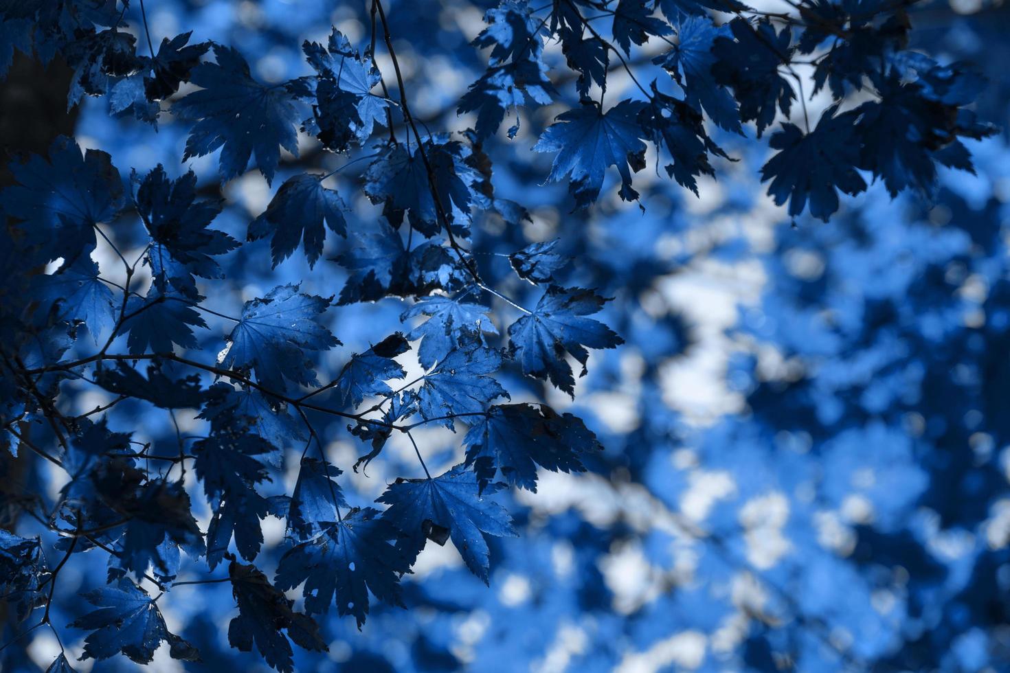 folhas de bordo azul contra o céu. foto