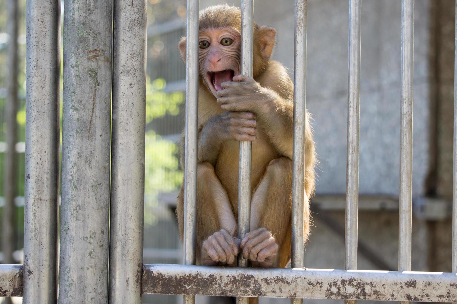 retrato de um macaquinho foto