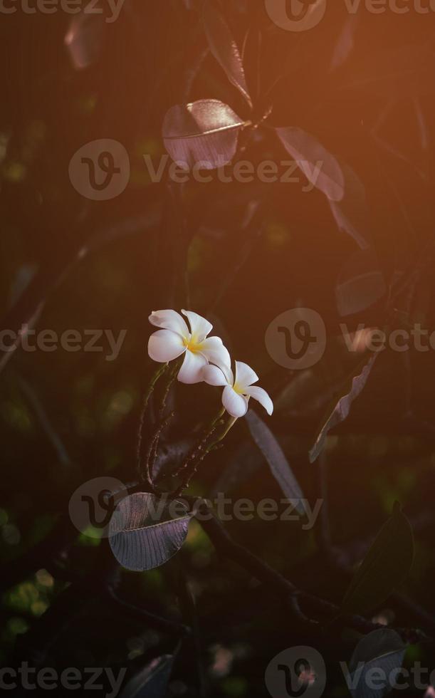 grupo de flores brancas de plumeria no parque foto