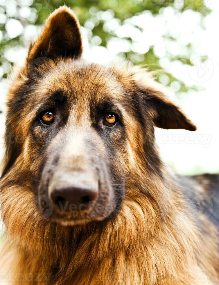 retrato de cachorro fofo foto