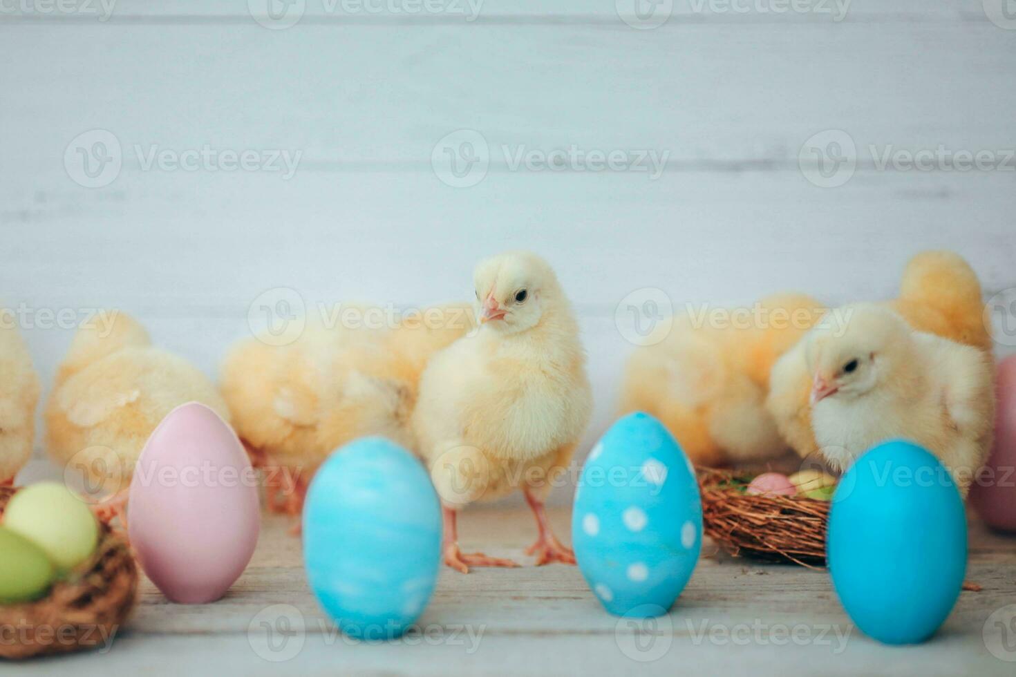 azul e Rosa ovos e amarelo galinhas em uma rústico fundo. Páscoa cartão . lindo amarelo pequeno galinhas, grupo do amarelo filhotes foto