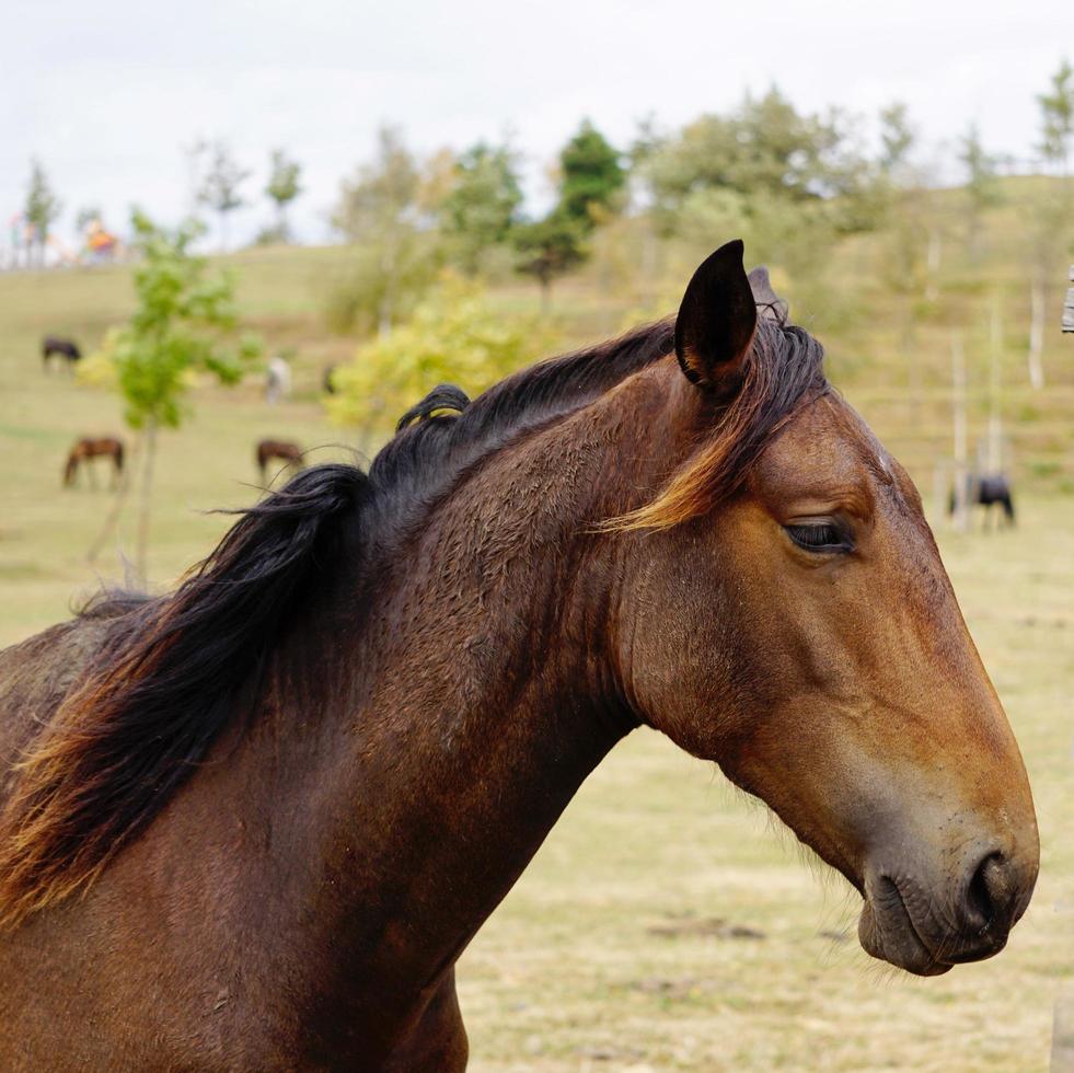 lindo retrato de cavalo preto foto