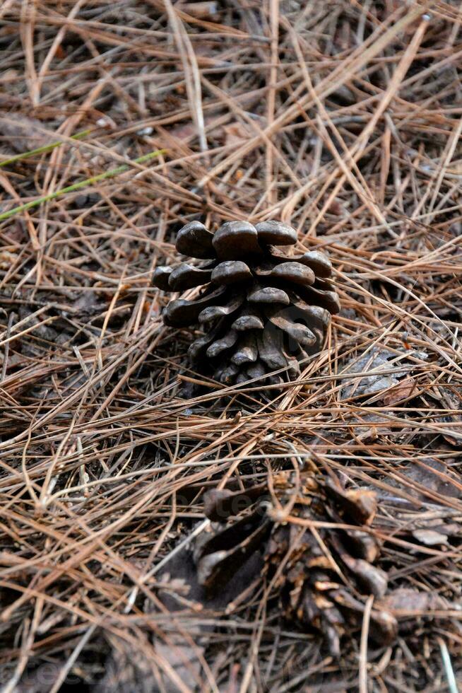 uma pinho cone senta em a terra dentro a madeiras foto