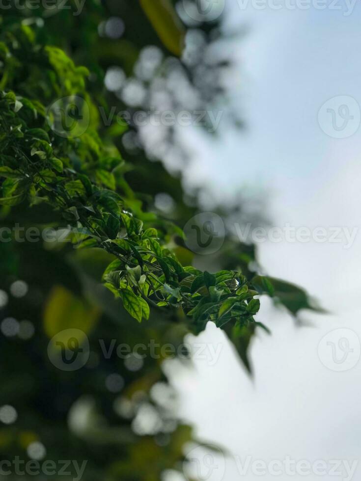 uma fechar acima do uma verde frondoso árvore foto