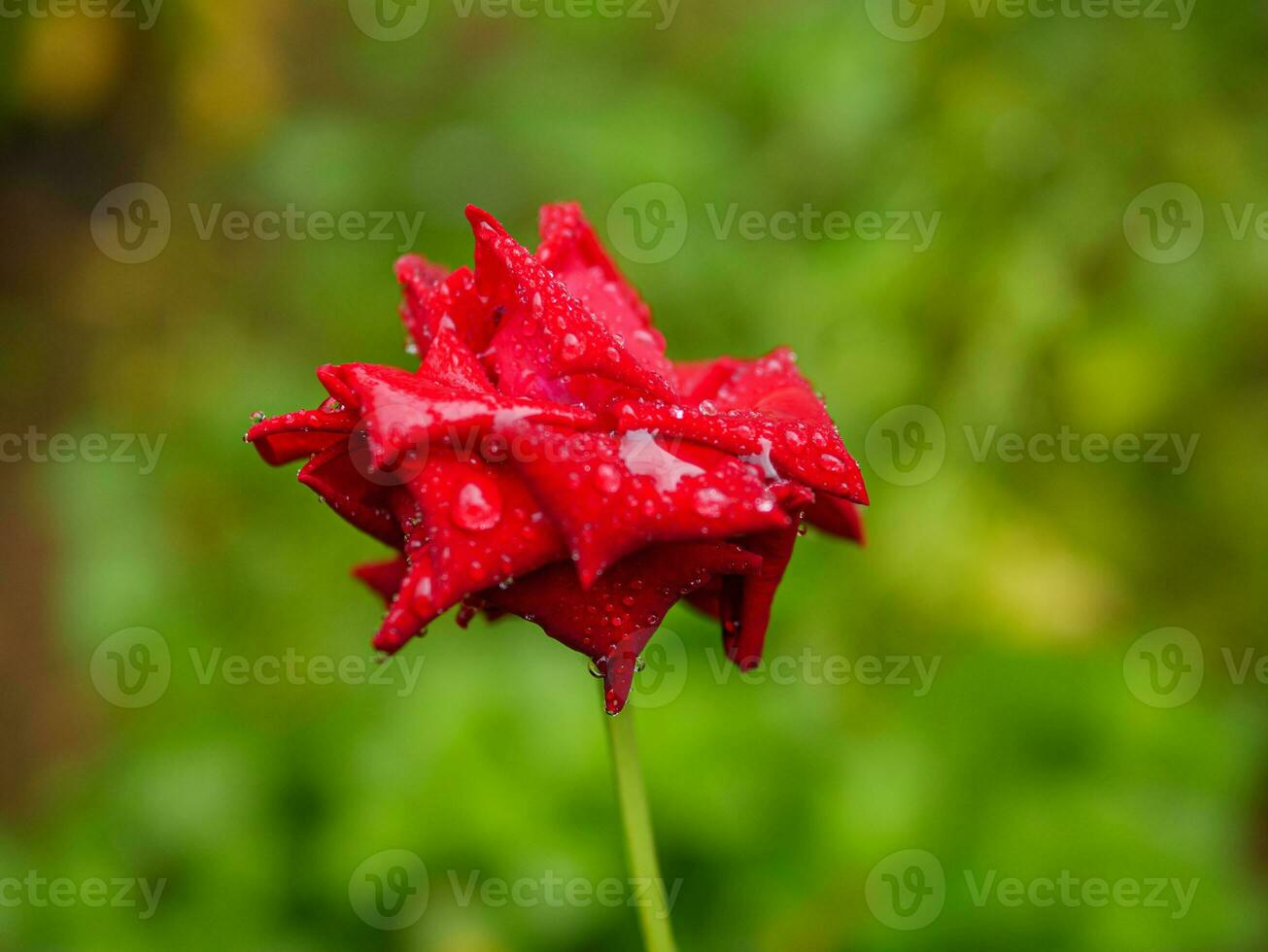 fechar-se do lindo brilhante 1 vermelho rosa dentro orvalho gotas depois de chuva dentro a Primavera jardim ao ar livre e verde folha borrão dentro fundo foto