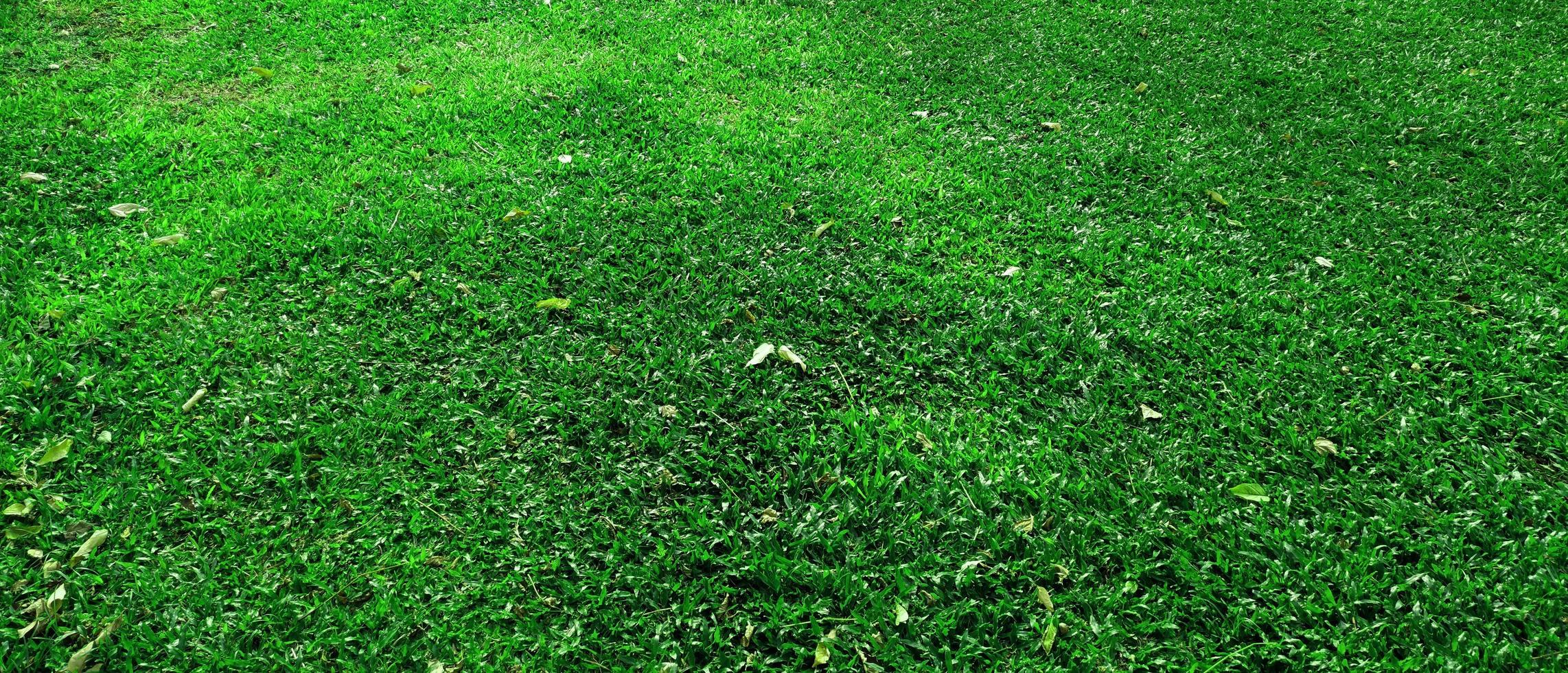 fundo de textura de grama verde no parque foto