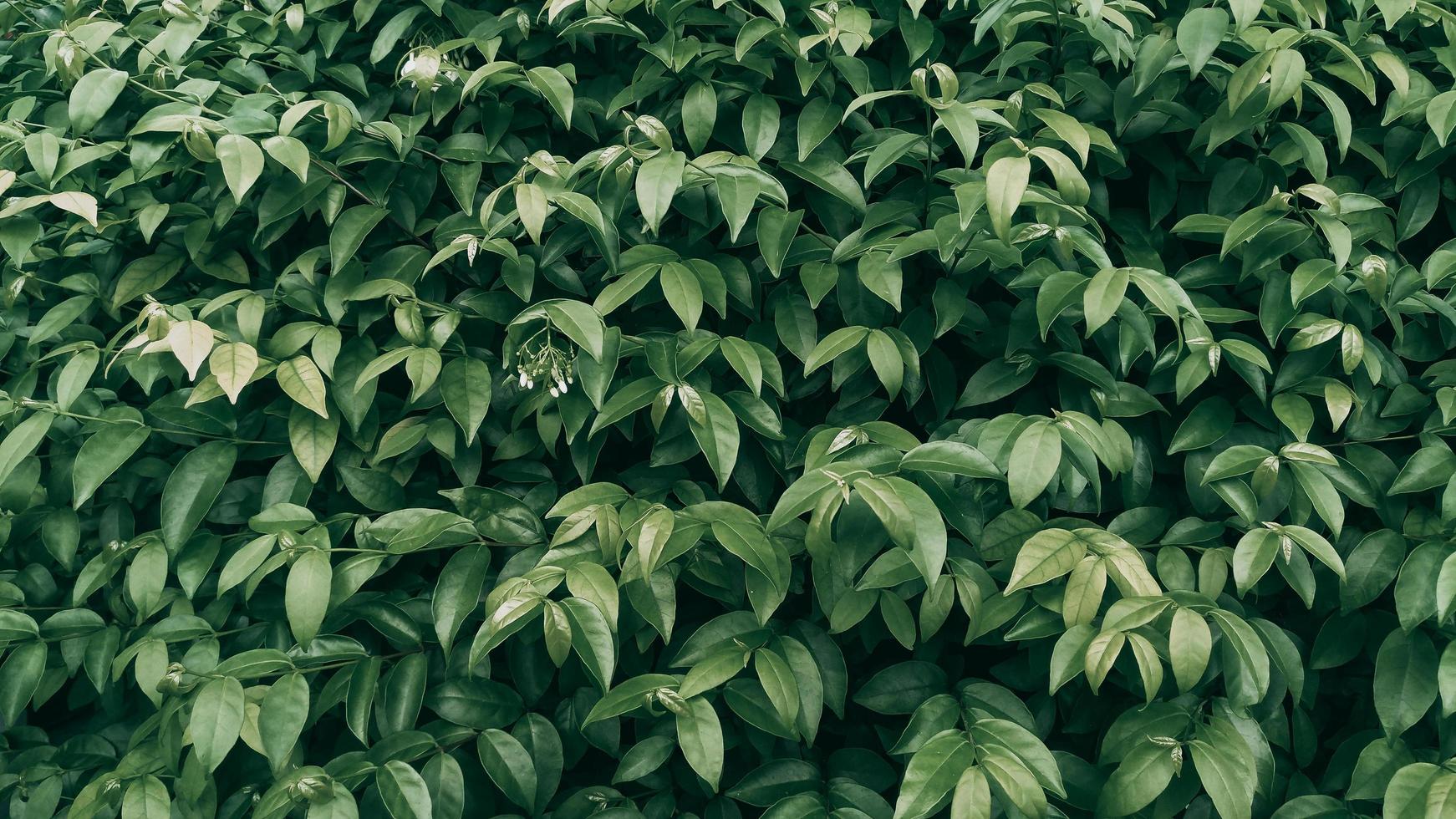 fundo de folha verde tropical, tema em tons escuros foto