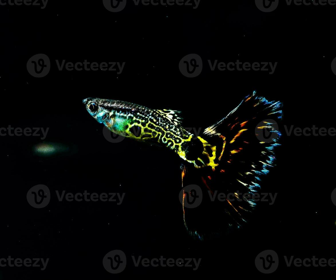 uma guppy peixe com uma Preto fundo e amarelo e verde cores foto