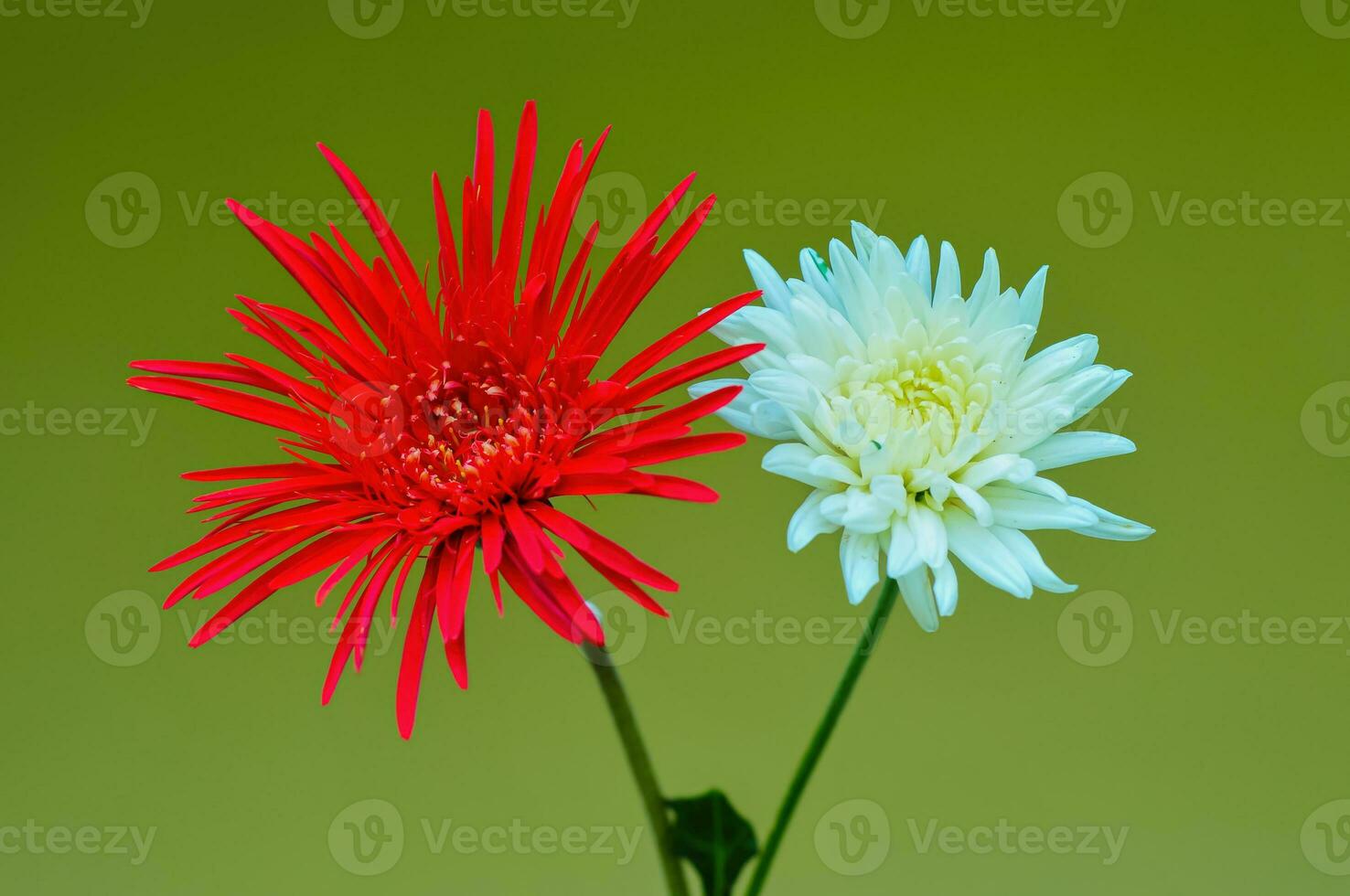 gerbera erva flor com vermelho e branco pétalas foto