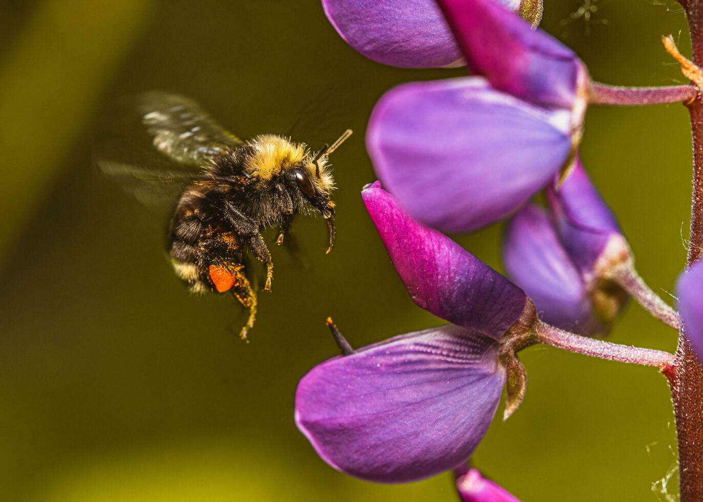 uma abelha vôo sobre roxa flores foto