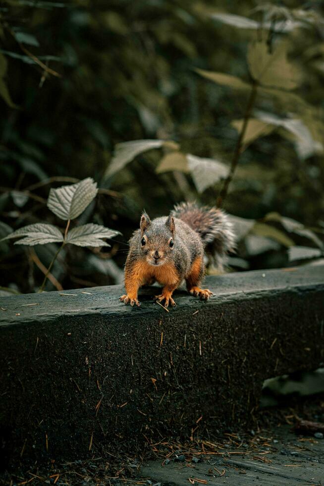 uma esquilo é em pé em uma borda dentro a madeiras foto