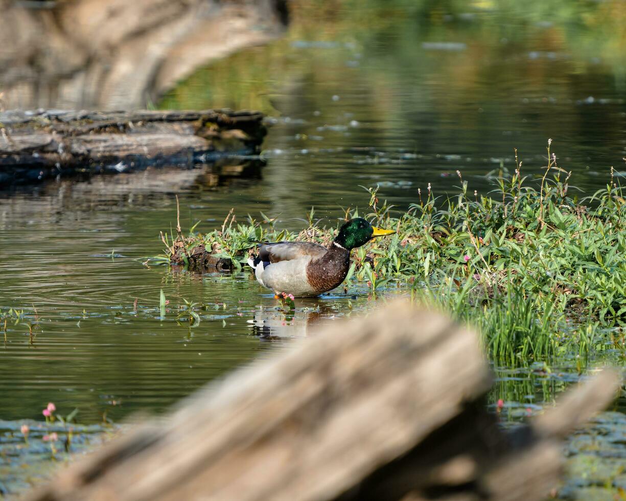 uma Pato é em pé dentro a água perto uma registro foto