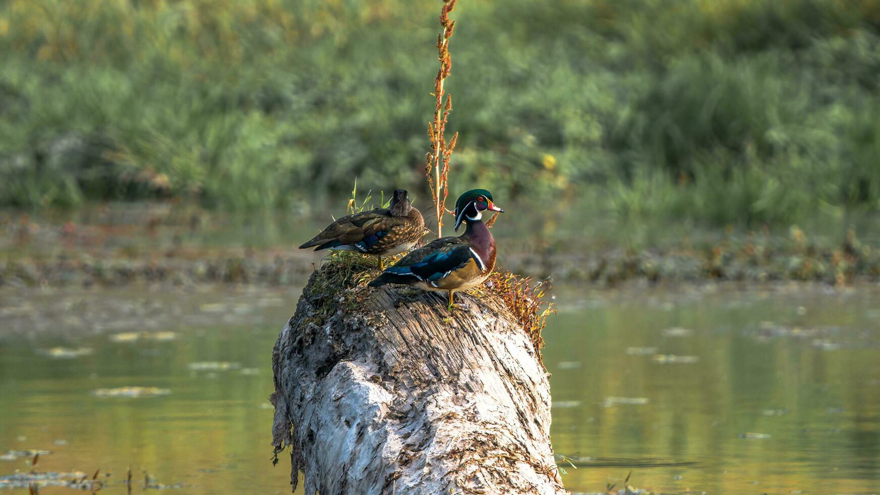 dois pássaros empoleirado em uma árvore foto