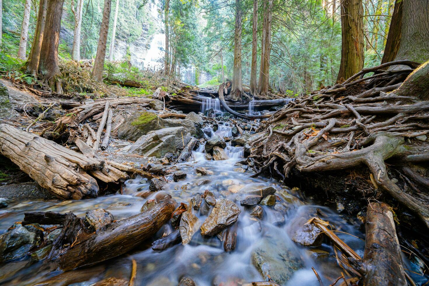 uma corrente corrida através uma floresta com caído árvores foto