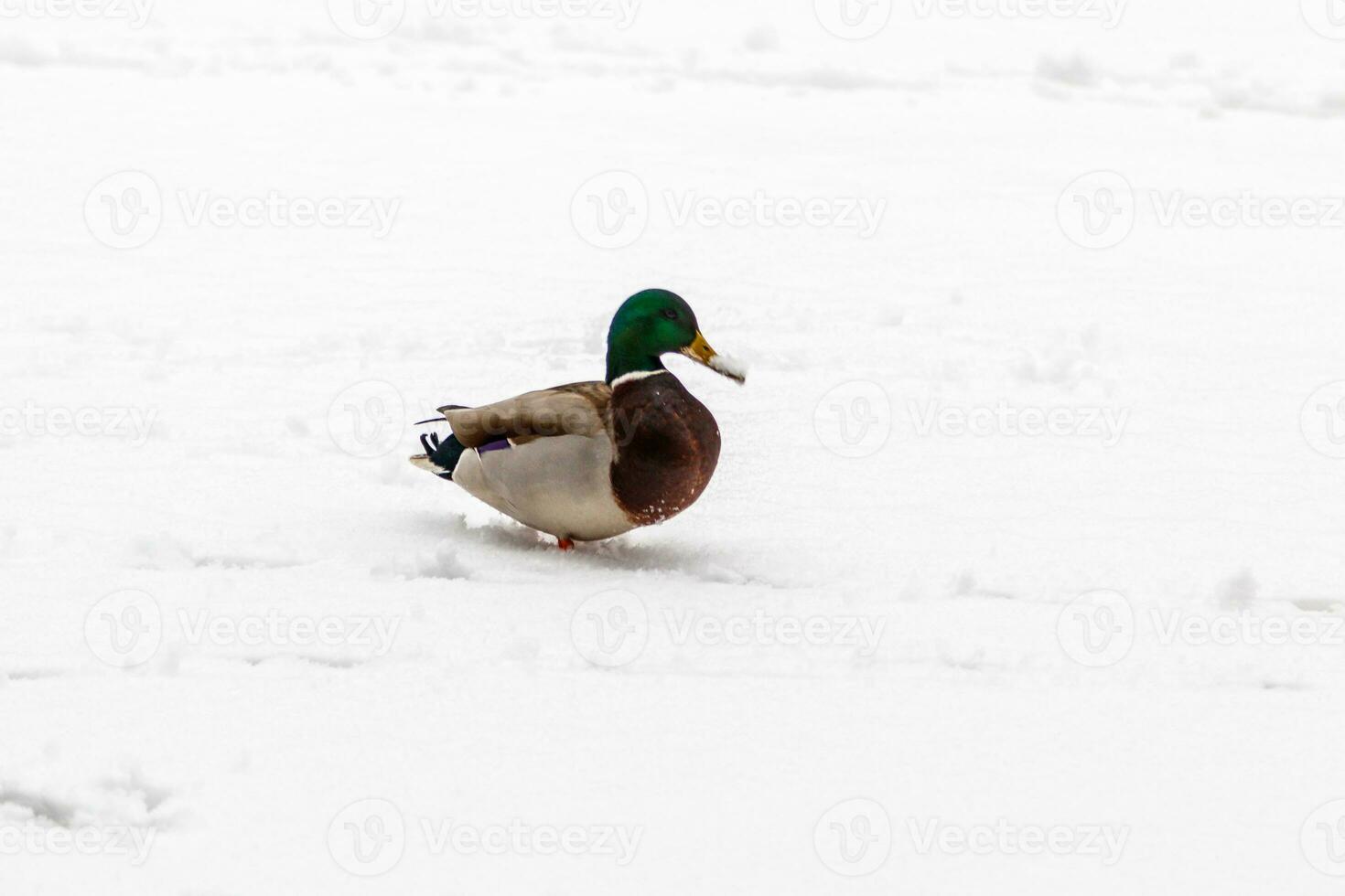 patos e dracos andar em neve e em uma congeladas lago foto